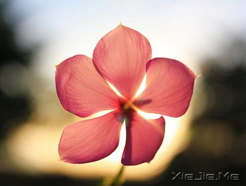 清新的花朵图片 (5)